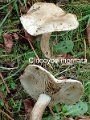 Atractosporocybe inornata-amf427